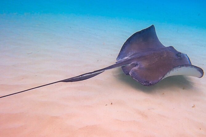 Acquarius Stingray City and Snorkel Tours - Meeting and Pickup