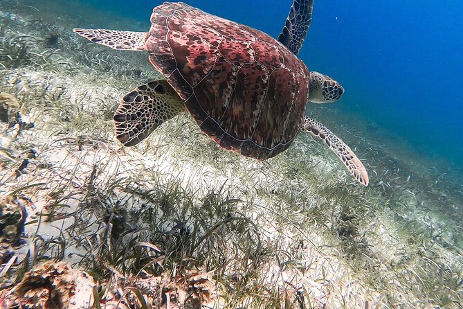 Acquarius Stingray City and Snorkel Tours - Tour Activities and Experiences
