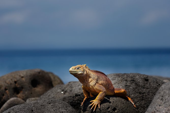 Active Galapagos Island Tour 10 Days - Inclusions and Logistics