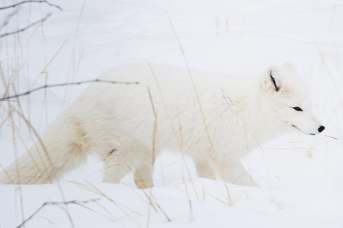Active Winter Adventure in Yukon | 5 Days - Minimum Requirements