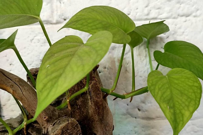 Adams Wood House Ayurveda Yoga Homestay Fort Kochi - Dining and Culinary Experiences