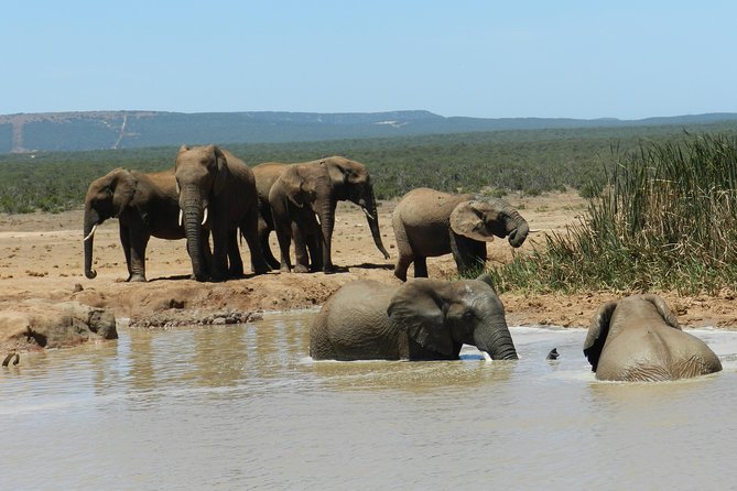 Addo Elephant 5 Hour Morning Safari. - Wildlife Spotting Opportunities