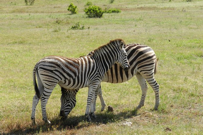 Addo Elephant 5 Hour Morning Safari. - Pickup and Meeting Point Details