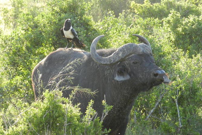 Addo Elephant 5 Hour Morning Safari. - Confirmation and Accessibility Information