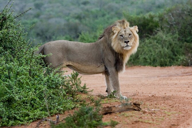 Addo Elephant 5 Hour Morning Safari. - Infant Seating and Group Size