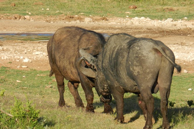 Addo Elephant 5 Hour Morning Safari. - Addo Elephant National Park Highlights