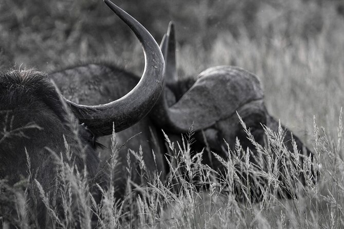 Addo Elephant Full Day Safari With a Traditional South African Braai (Bbq) Lunch - Cancellation Policy