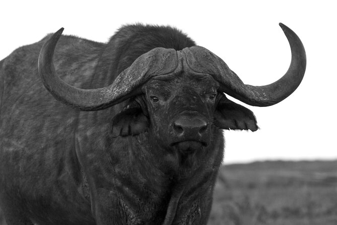 Addo Elephant Full Day Safari With a Traditional South African Braai (Bbq) Lunch - Experience and Reviews
