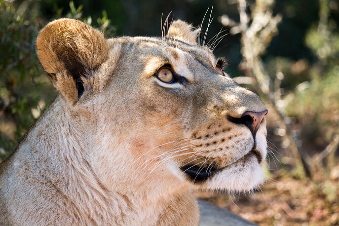 Addo Elephant Full Day Safari With a Traditional South African Braai (Bbq) Lunch - Additional Considerations