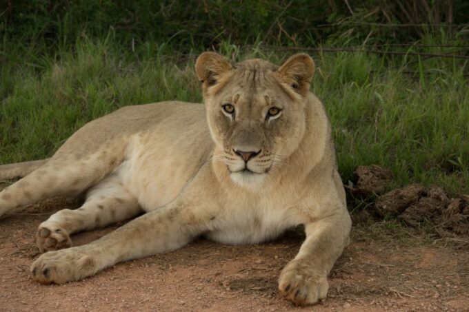 Addo Elephant National Park All Inclusive Full-Day Safari - Inclusions and Exclusions