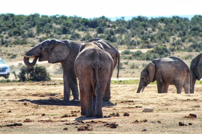 Addo Elephant National Park All Inclusive Full-Day Safari - Cancellation Policy