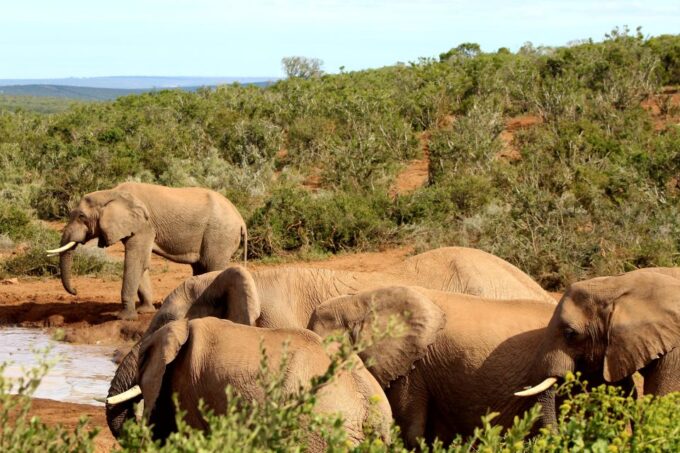 Addo Elephant National Park All Inclusive Full-Day Safari - Booking Information