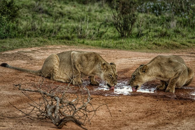 Addo Elephant National Park All Inclusive Full-Day Safari - Expert Guided Tour