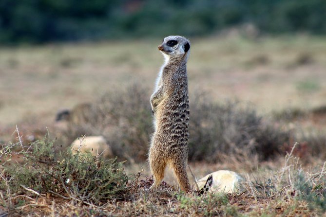 Addo Elephant National Park All Inclusive Full-Day Safari - Pickup Locations