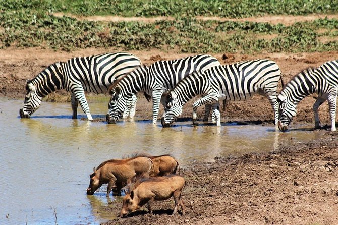 Addo Elephant National Park and Sunset River Cruise - FD04 - Booking Process