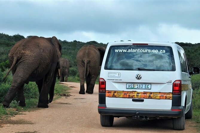 Addo Elephant National Park From Port Elizabeth - FD01 - Learning About Wildlife and Conservation
