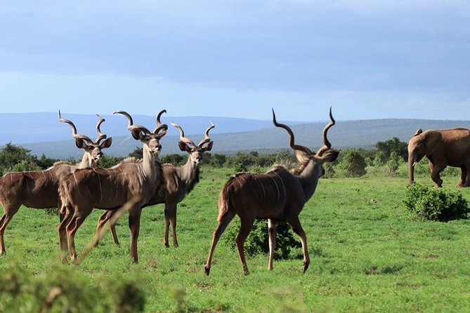 Addo Elephant National Park From Port Elizabeth - FD01 - Pricing and Policies