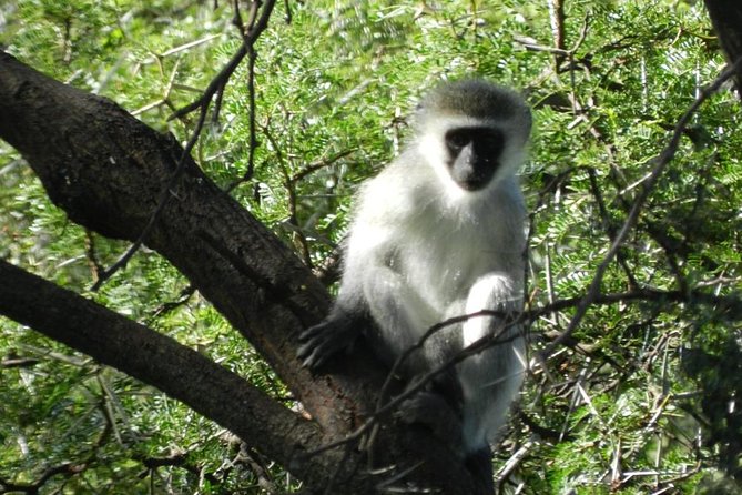 Addo Elephant National Park From Port Elizabeth - FD01 - Highlights and Anticipated Experiences