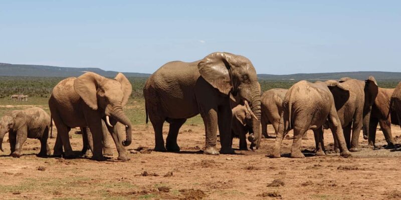 Addo Elephant National Park (Full-Day Game Drive ) - Key Points