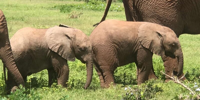 Addo Elephant National Park (Full-Day Game Drive ) - Experience Details