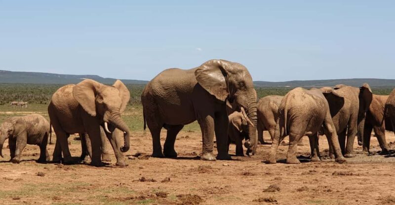 Addo Elephant National Park (Full-Day Game Drive ) - Tour Highlights