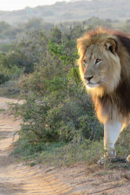 Addo Elephant National Park (Full-Day Game Drive ) - Booking and Cancellation