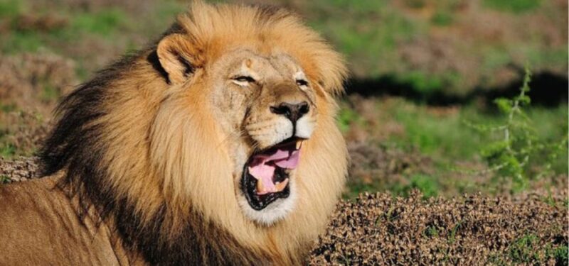 Addo Elephant National Park Full-Day Safari - Included in the Safari