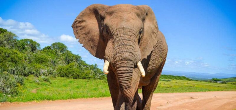 Addo Elephant National Park Full-Day Safari - Additional Costs