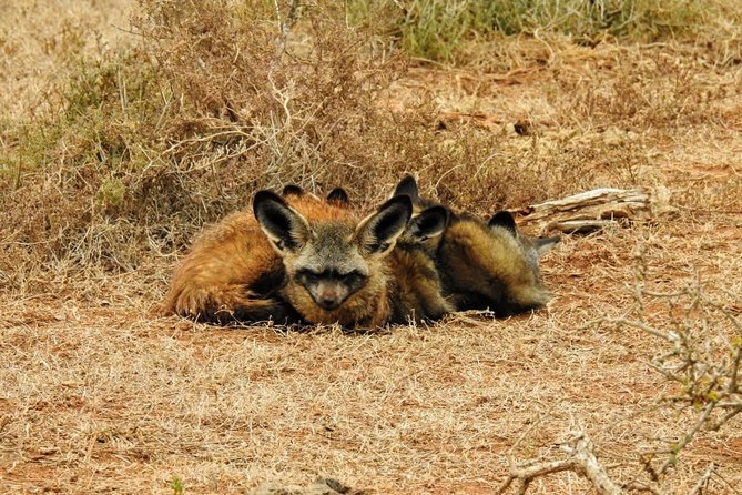 Addo Elephant National Park Full Day Safari - Pick-up and Drop-off