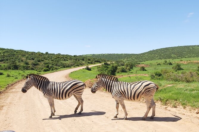 Addo Elephant National Park Full Day Safari - Cancellation Policy