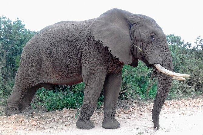 Addo Elephant National Park Full Day Safari - Reviews and Accessibility