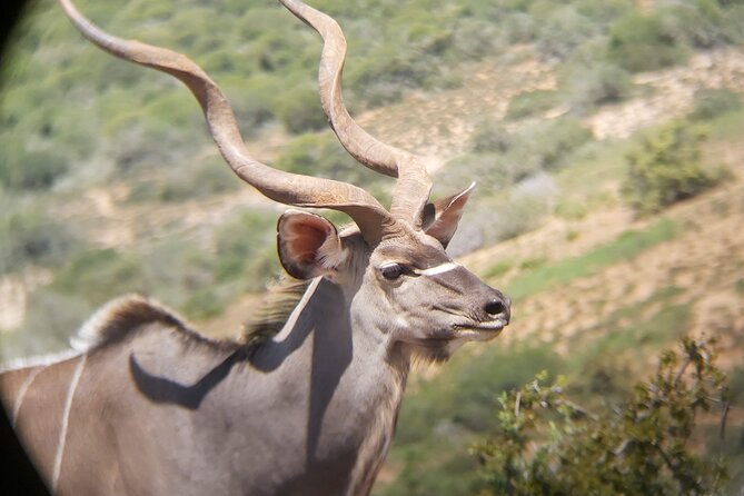 Addo Elephant National Park Full Day Safari - Park Highlights