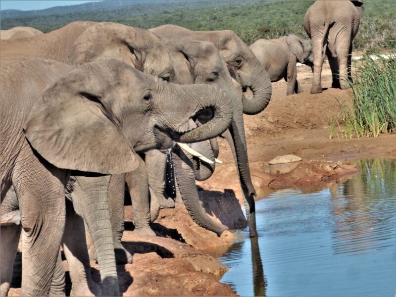 Addo Elephant National Park: Full-Day Safari Tour With Lunch - Key Points
