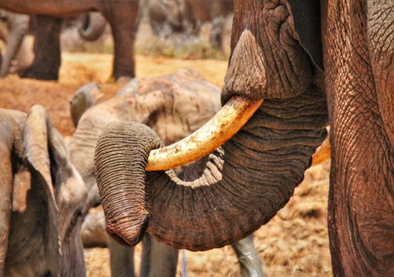 Addo Elephant National Park: Full-Day Safari Tour With Lunch - Exploring the Malaria-Free Zone
