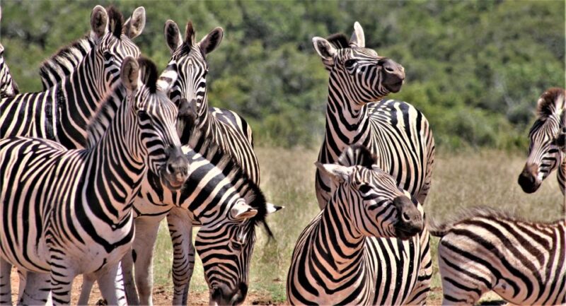 Addo Elephant National Park: Full-Day Safari Tour With Lunch - Spotting the Iconic Big 5