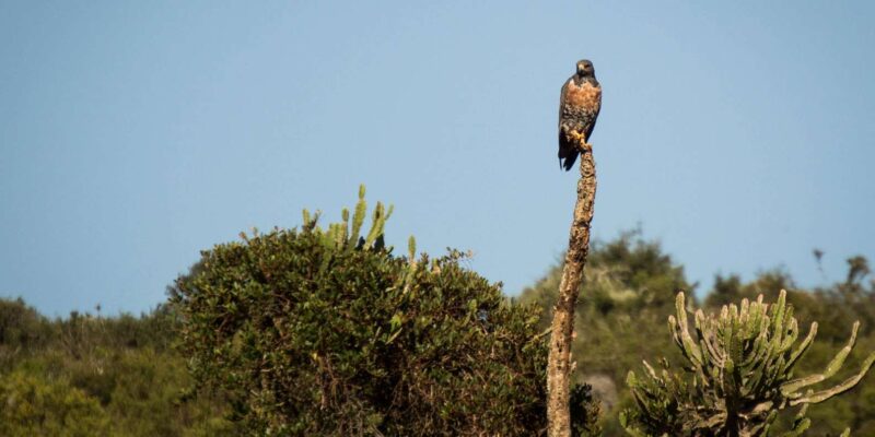 Addo Elephant National Park Full Day Tour - Key Points