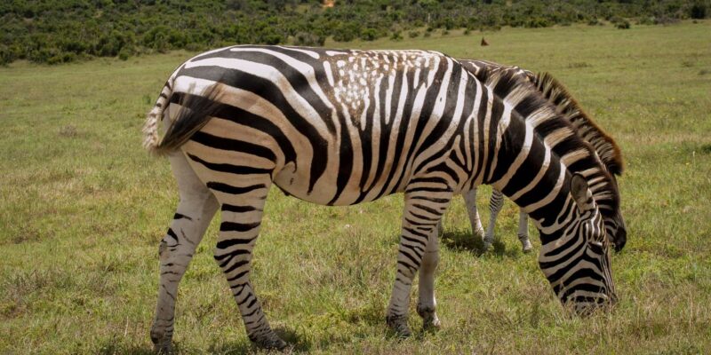 Addo Elephant National Park Full Day Tour - Important Information