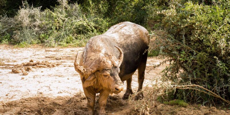 Addo Elephant National Park Full Day Tour - Pickup and Drop-off Locations