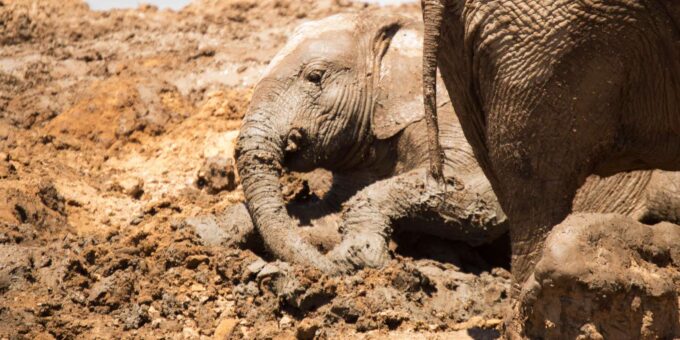 Addo Elephant National Park Full Day Tour - Safety and Convenience