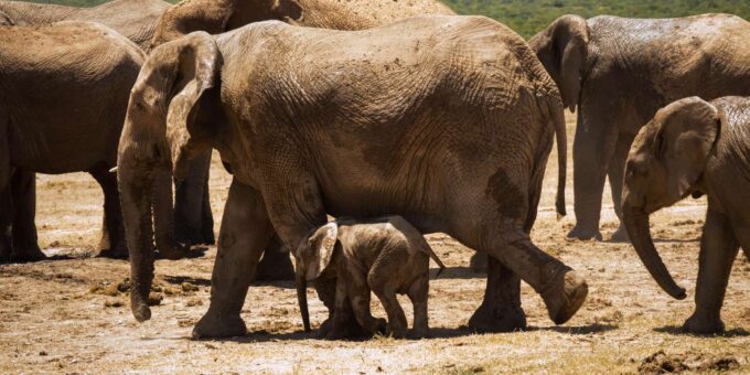 Addo Elephant National Park Full Day Tour - Possible Sightings