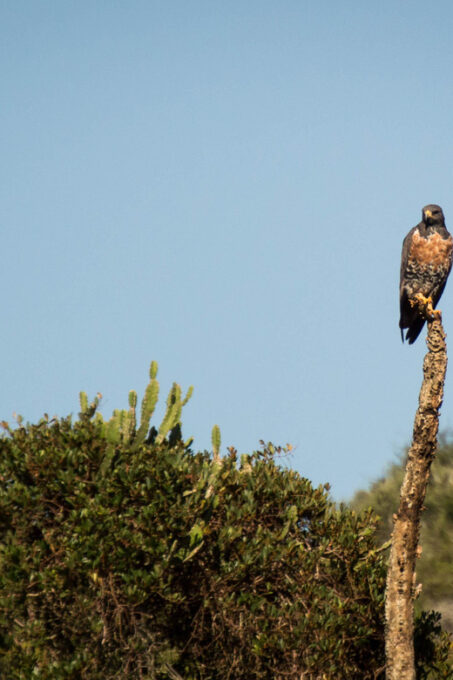 Addo Elephant National Park Full Day Tour - Tour Inclusions