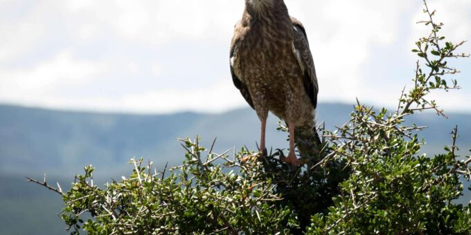 Addo Elephant National Park Full Day Tour - Frequently Asked Questions
