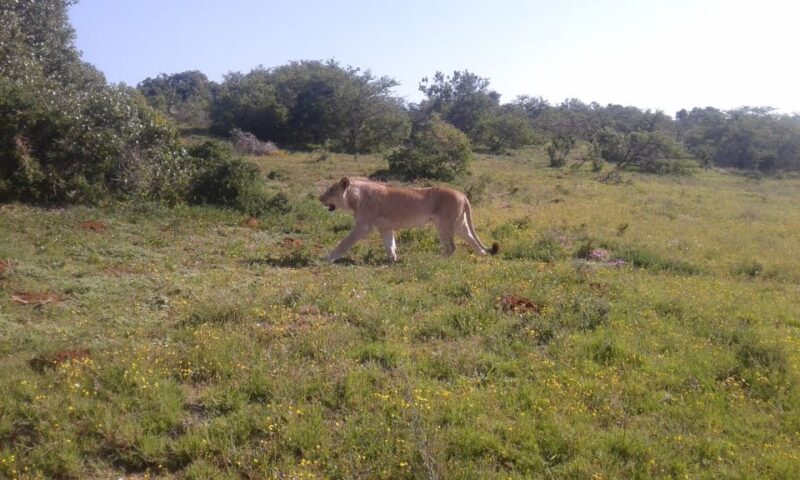 Addo Elephant National Park Game Drive Day Tour With Lunch - Key Points