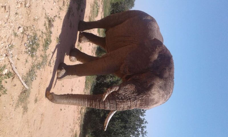 Addo Elephant National Park Game Drive Day Tour With Lunch - Pickup and Drop-off Locations