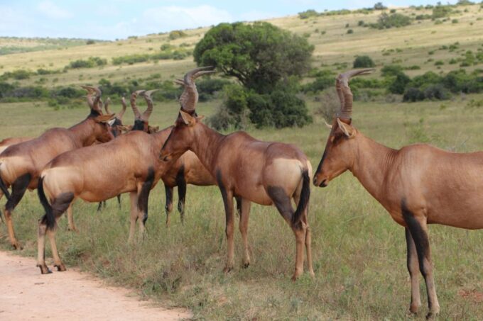 Addo Elephant National Park Game Drive Day Tour With Lunch - Final Game Drive and Scenic Views