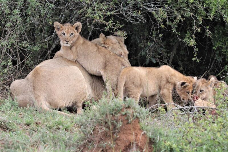 Addo Elephant National Park: Guided Half-Day Safari - Important Information