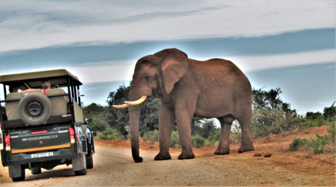 Addo Elephant National Park: Guided Half-Day Safari - Flora and Fauna