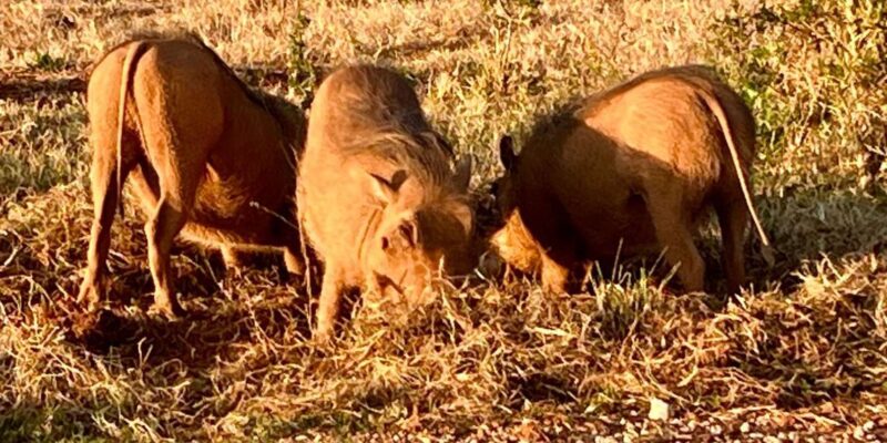 Addo Elephant National Park (Half Day Game Drive ) - Key Points