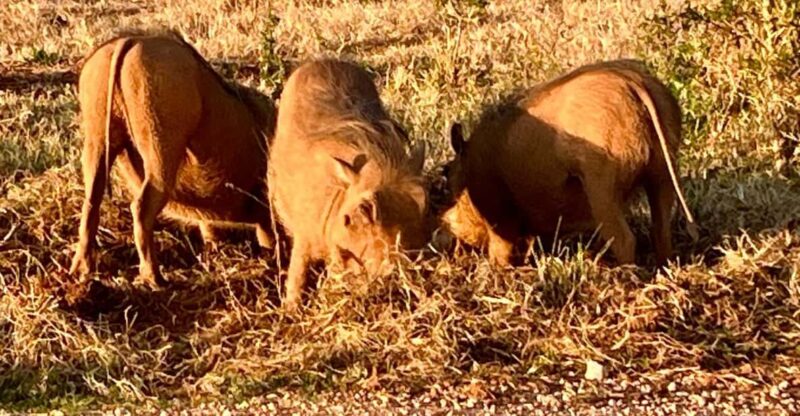 Addo Elephant National Park (Half Day Game Drive ) - Tour Options and Pricing