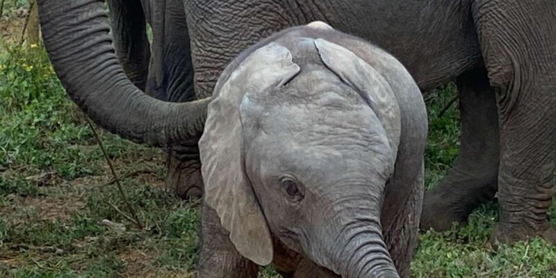 Addo Elephant National Park (Half Day Game Drive ) - Diverse Wildlife Viewing